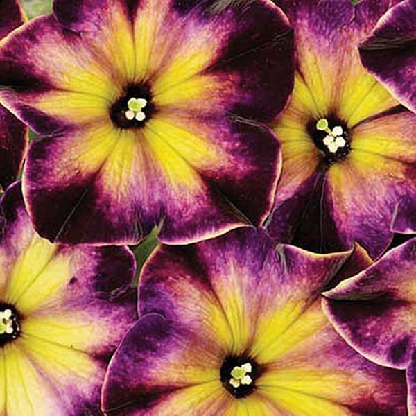 Petunia Crazytunia Moon Struck, 2 Live Plants, Annual