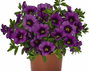 Calibrachoa Bloomtastic Purple, Million Bells Live plant Annual