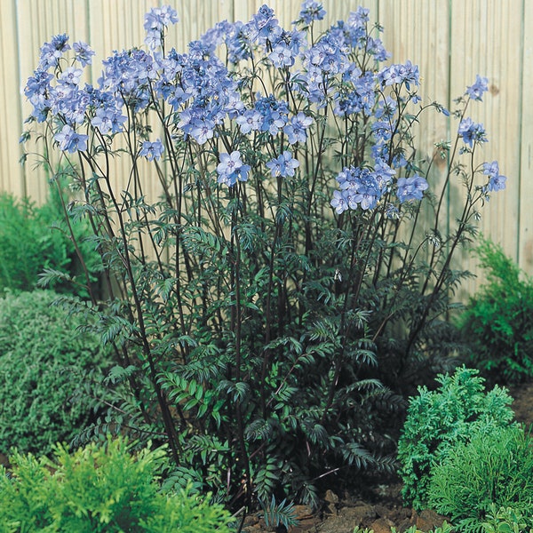 Polemonium Jacob's Ladder Purple Rain, 2 Live Plants, Perennial