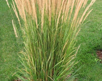 Calamagrost Karl Foerster Feather Reed Grass, 2 Live Plants, Perennial