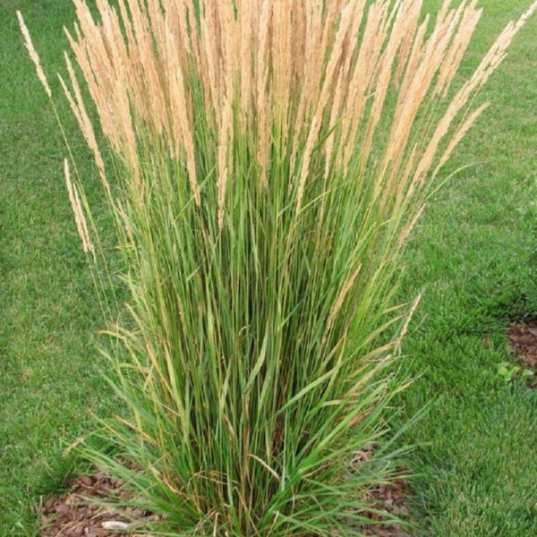 Calamagrost Karl Foerster Feather Reed Grass, 2 Live Plants, Perennial