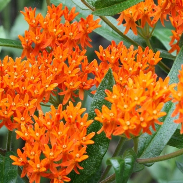 Asclepias Tuberosa Butterfly Weed, 2 Live Plants, Perennial