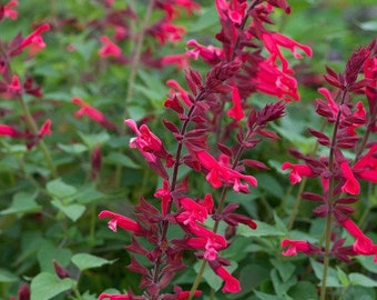 Salvia Roman Red, 2 Live Plants, Annual
