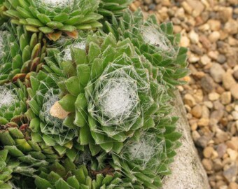 Sempervivum Estonias Cobweb, Hens & Chicks, 2 Live Plants, Perennial