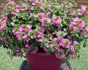 Scaveola Surdiva Fashion Pink, Fan Flower, 2 Live Plants, Annual