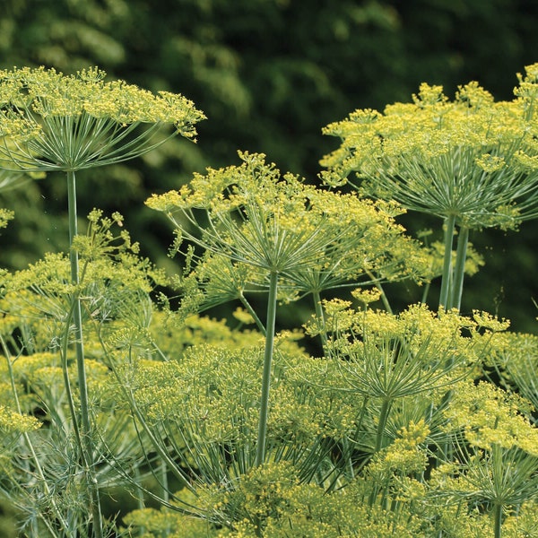 Live Herb Plant, Dill "Bouquet", 2 Live Plants