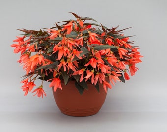 Begonia Bossa Nova Night Fever Papaya, 2 Live Plants, Annual