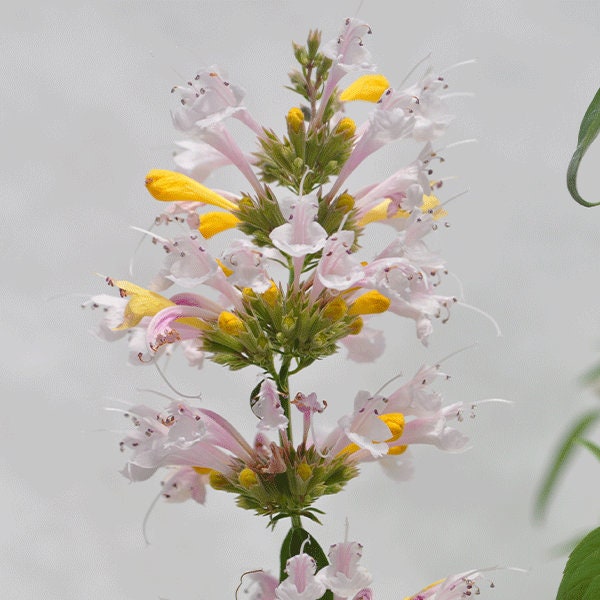 Agastache Sunrise White, Mexican Hyssop, 2 Live Plants, Perennial