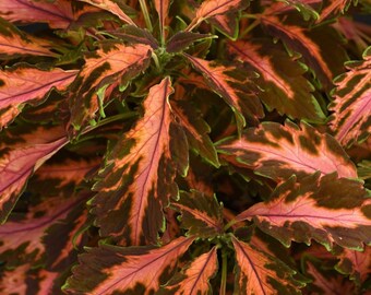 Coleus Premium Sun Coral Candy, 2 Live Plants, Annual