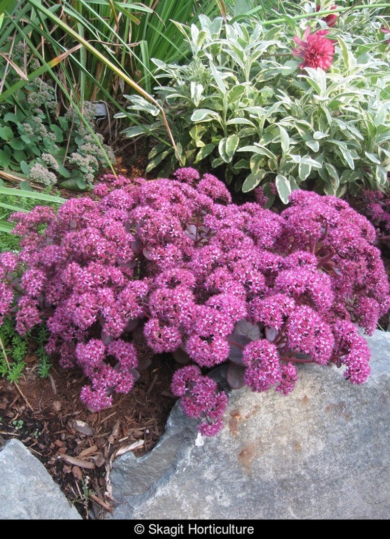 Sedum Stonecrop Sunsparkler Cherry Tart, 2 Live Plants, Perennial image 2