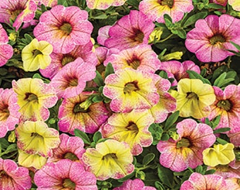 Calibrachoa Ombre Pink, Million Bells, 2 Live Plants, Annual