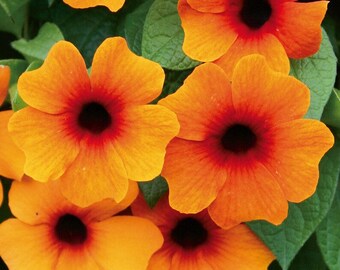 Thunbergia Arizona Glow, Black Eyed Susan Vine, 2 Live Plants, Annual