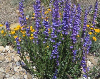 Penstemon Rocky Mountain Beardtongue, 2 Live Plants, Perennial