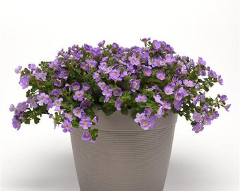 Bacopa Versa Blue Trailing, 2 Live Plants, Annual