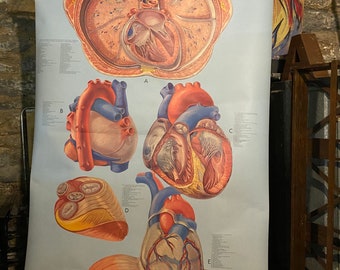 Denoyer-Geppert Anatomy Series Heart Circulation School Anatomy Chart Medical P.M. Larviere