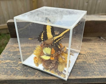1960s Mid Century Vintage Butterfly Display, Preserved Insect Oddity, Art Decor