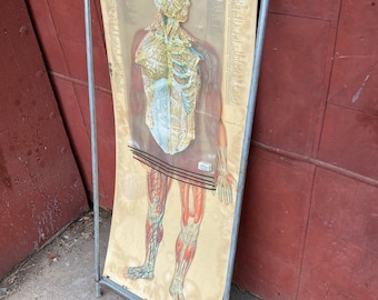 1962 Cram Anatomical Flip Chart Free Standing Nervous System Oddity Thin Man Science Anatomy