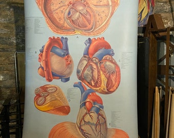 Denoyer-Geppert Anatomy Series Heart Circulation School Anatomy Chart Medical P.M. Larviere