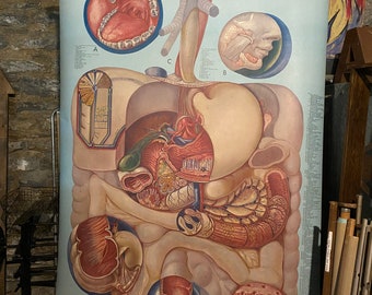 Denoyer-Geppert Anatomy Series School Anatomy Chart Medical Urological System P.M. Larviere