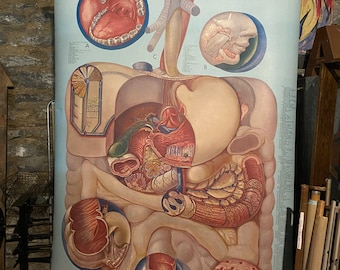 Denoyer-Geppert Anatomy Series School Anatomy Chart Medical Urological System P.M. Larviere