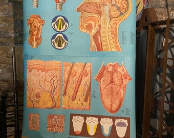 Denoyer-Geppert Anatomy Series School Anatomy Chart Medical Nose Throat Mouth P.M. Larviere