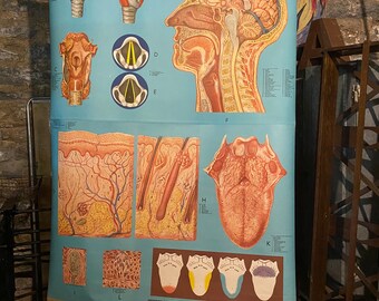 Denoyer-Geppert Anatomy Series School Anatomy Chart Medical Nose Throat Mouth P.M. Larviere