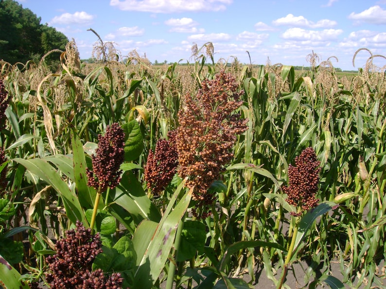 Red Kaoliang sorghum CERTIFIED ORGANIC seed 1 packet 50 seeds image 3