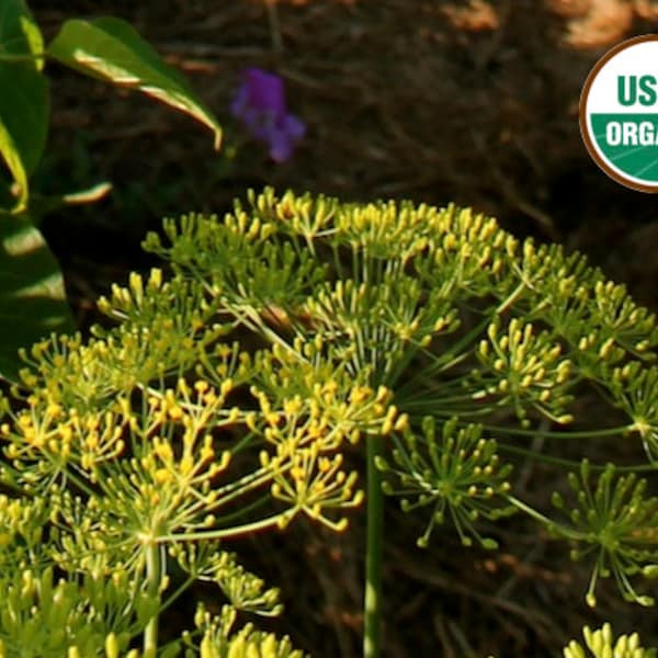 Bouquet dill CERTIFIED ORGANIC seed 1 packet (250 seeds)