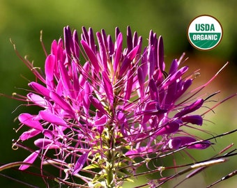 Rose Queen cleome CERTIFIED ORGANIC seed 1 packet (100 seeds)