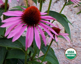 Purple Coneflower echinacea CERTIFIED ORGANIC seed 1 packet (50 seeds)