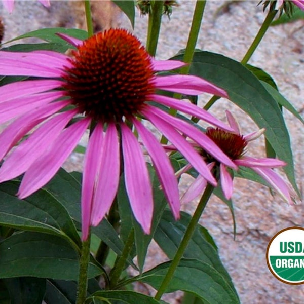 Purple Coneflower echinacea CERTIFIED ORGANIC seed 1 packet (50 seeds)