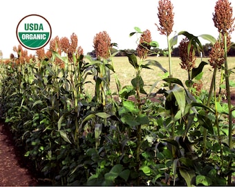 Red Kaoliang sorghum CERTIFIED ORGANIC seed 1 packet (50 seeds)