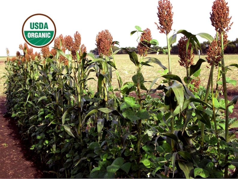 Red Kaoliang sorghum CERTIFIED ORGANIC seed 1 packet 50 seeds image 1