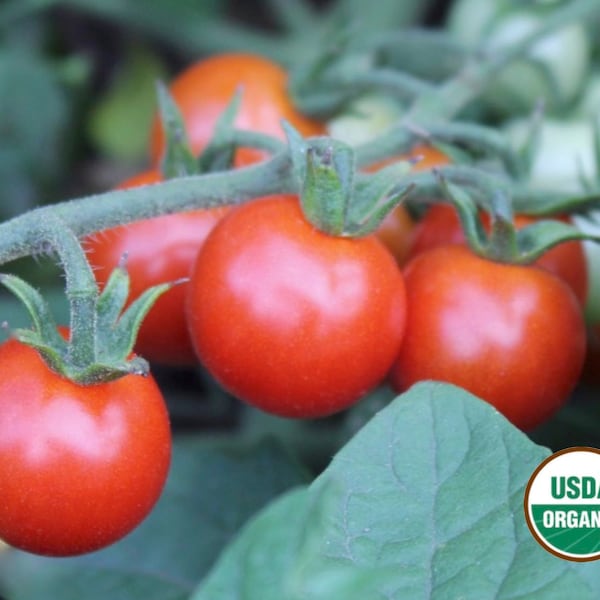 Sweet Aperitif cherry tomato CERTIFIED ORGANIC seed 1 packet (25 seeds)