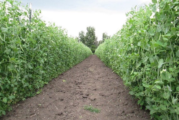 American Sugar Snap Pea Seed 100ct Organic Seed USA Produced Safe seed American Sugar Snap Pea Seed 100ct Organic Seed USA Produced Safe seed