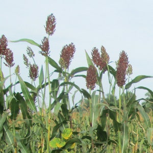 Red Kaoliang sorghum CERTIFIED ORGANIC seed 1 packet 50 seeds image 4