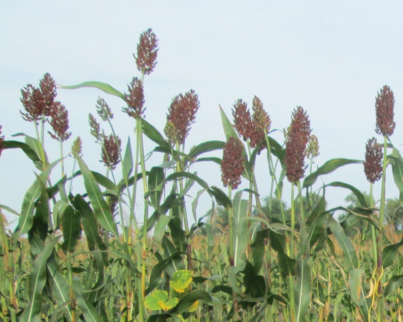 Red Kaoliang sorghum CERTIFIED ORGANIC seed 1 packet 50 seeds image 4