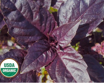 Red Rubin basil CERTIFIED ORGANIC seed 1 packet (100 seeds)