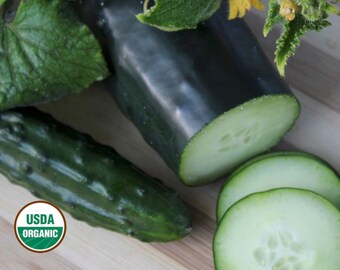 Marketmore Heirloom cucumber CERTIFIED ORGANIC seed 1 packet (25 seeds)