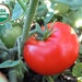 see more listings in the Tomatoes, Pepper section