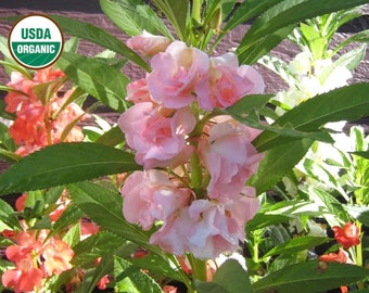 Camellia Flowered balsam CERTIFIED ORGANIC seed- 1 packet (50 seeds)