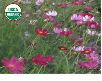 Versailles Mix cosmos CERTIFIED ORGANIC seed 1 packet (50 seeds)