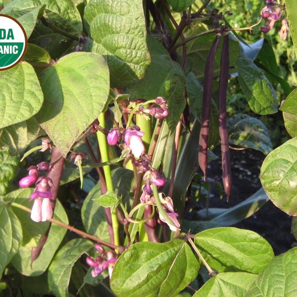 Trionfo Violetto pole bean CERTIFIED ORGANIC seed 1 packet (50 seeds)