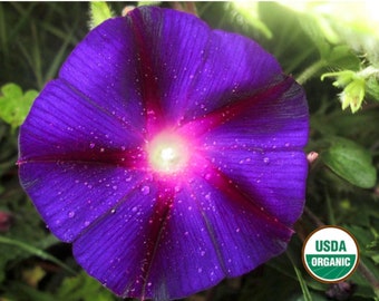 Grandpa Ott's morning glory CERTIFIED ORGANIC seed 1 packet (50 seeds)