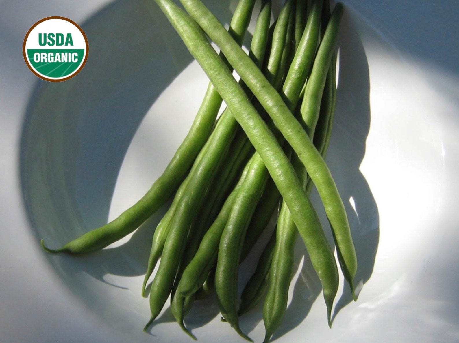 Jade Green Bean CERTIFIED ORGANIC Seed 1 Packet 50 Seeds Etsy