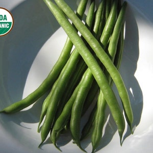 Jade green bean CERTIFIED ORGANIC seed 1 packet (50 seeds)