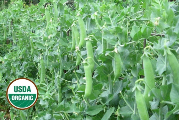 American Sugar Snap Pea Seed 100ct Organic Seed USA Produced Safe seed American Sugar Snap Pea Seed 100ct Organic Seed USA Produced Safe seed