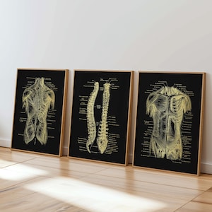 May include: Three framed anatomical prints featuring gold-colored line drawings of the human torso and spine on a black background. Each print includes detailed labels and text pointing to specific anatomical structures of the body.