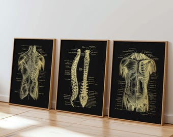 Gold Foil Anatomy Art Prints: Physical Therapy Decor (Set of 3)