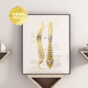 Spine Art Anatomy - Chiropractor Gifts - Neurosurgeon Gift - Rad Tech Gift